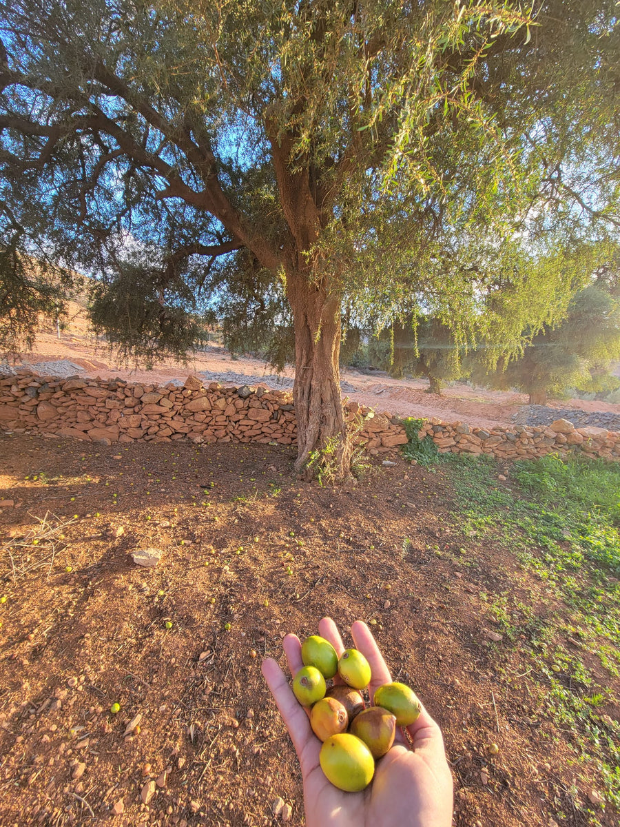 From Tree to Bottle: Following the Argan Fruit at the Source