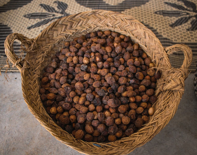 The Harvest: Why Every Basket of Argan Nuts Represents a Community