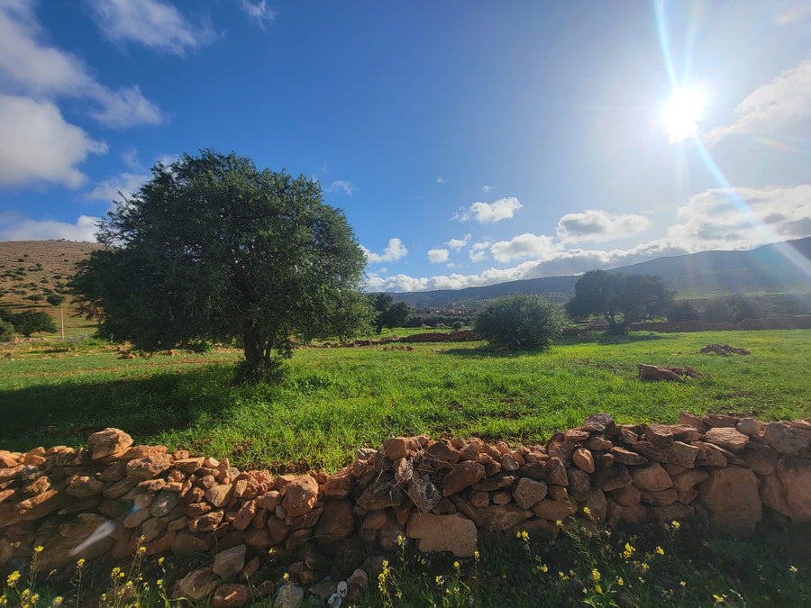 Where It All Begins: The Protected Lands of the Argan Forest