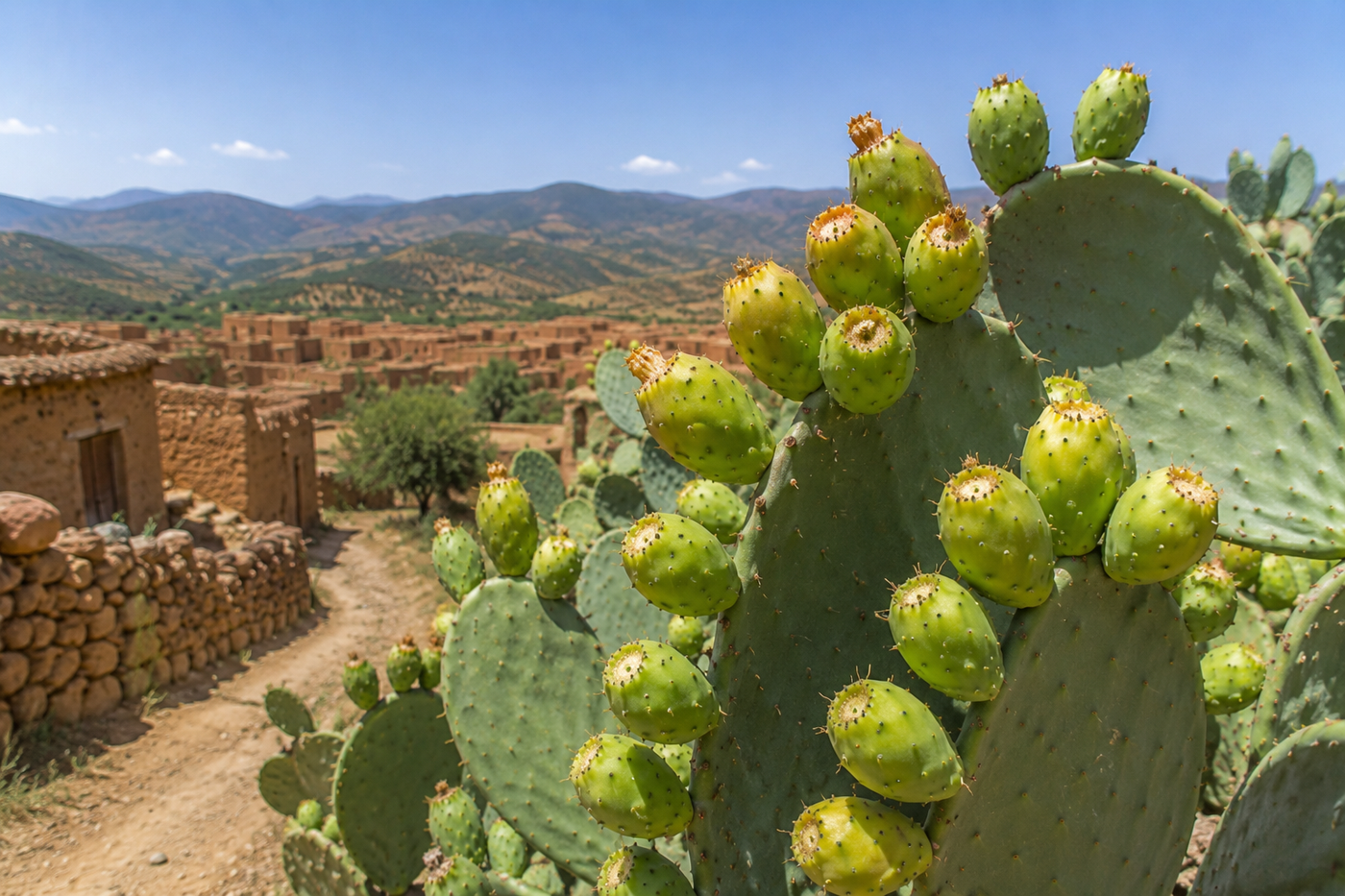 Patience and the Prickly Pear: Why the Best Things Take Time