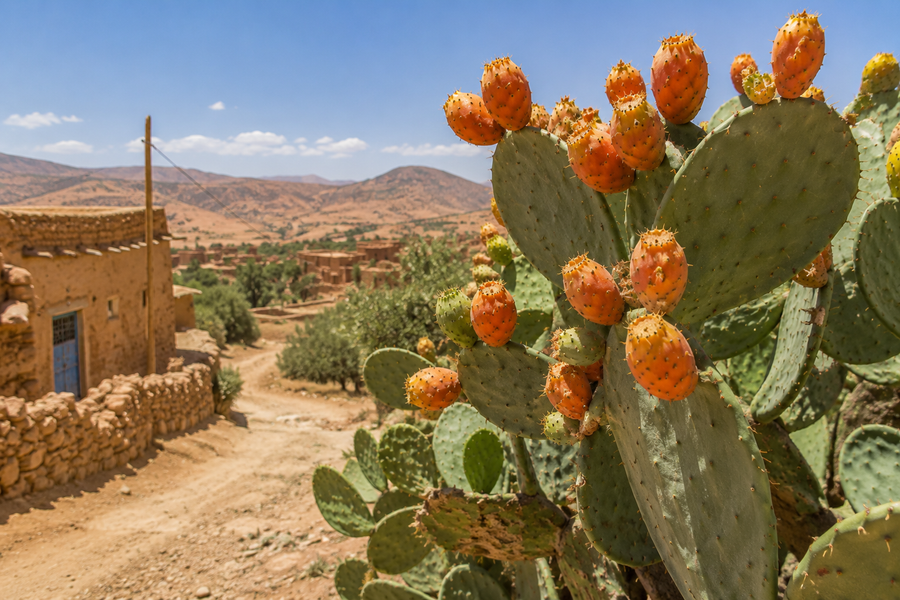A Village, a Cactus, and an Oil Worth More Than Gold