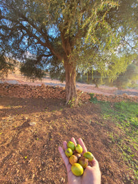Pure argan oil — Moroccan gold