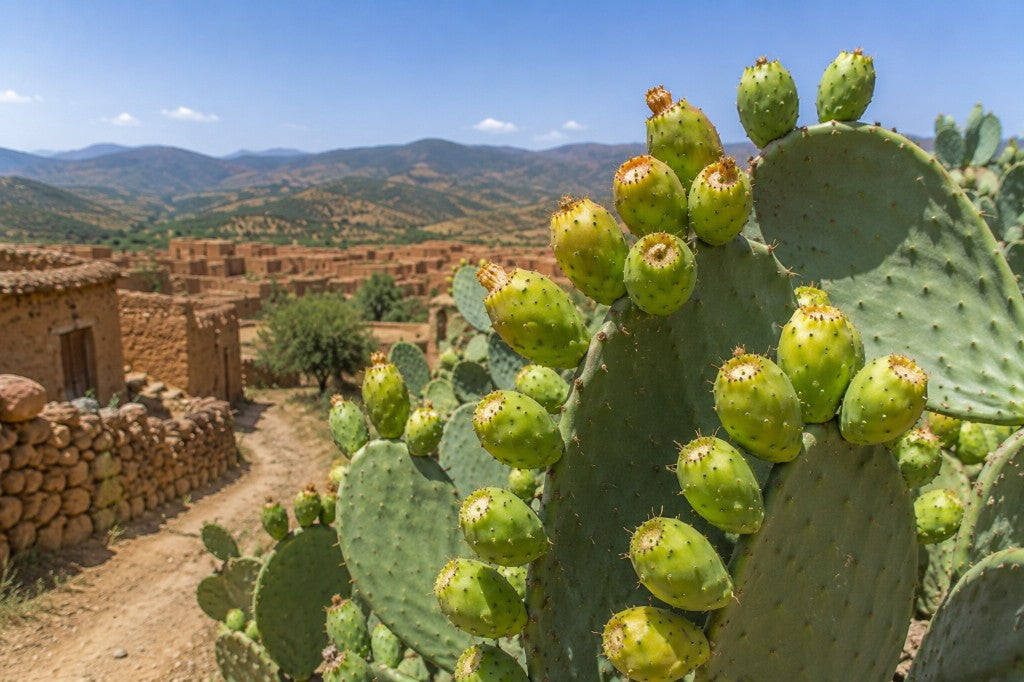 Green fruit in a valley of earth and light.